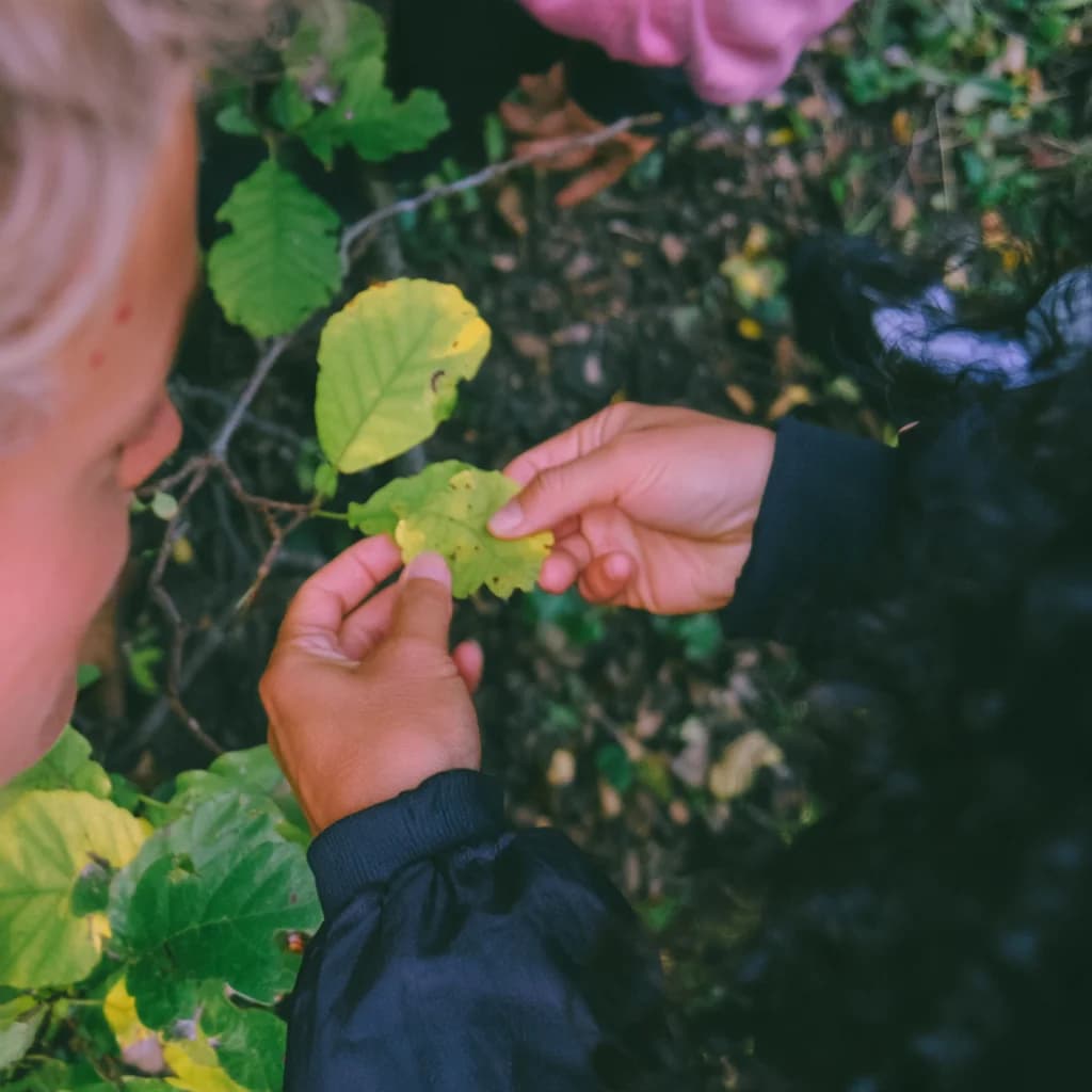 Two people looking closely at the changing colours of leaves