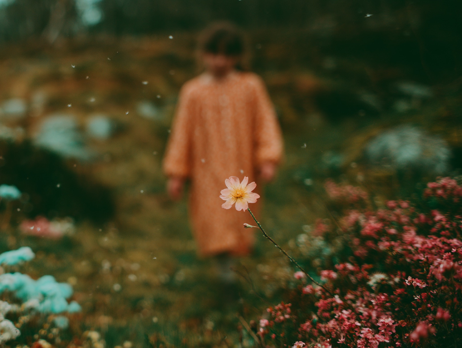 A child in a meadow behind a single flower in focus