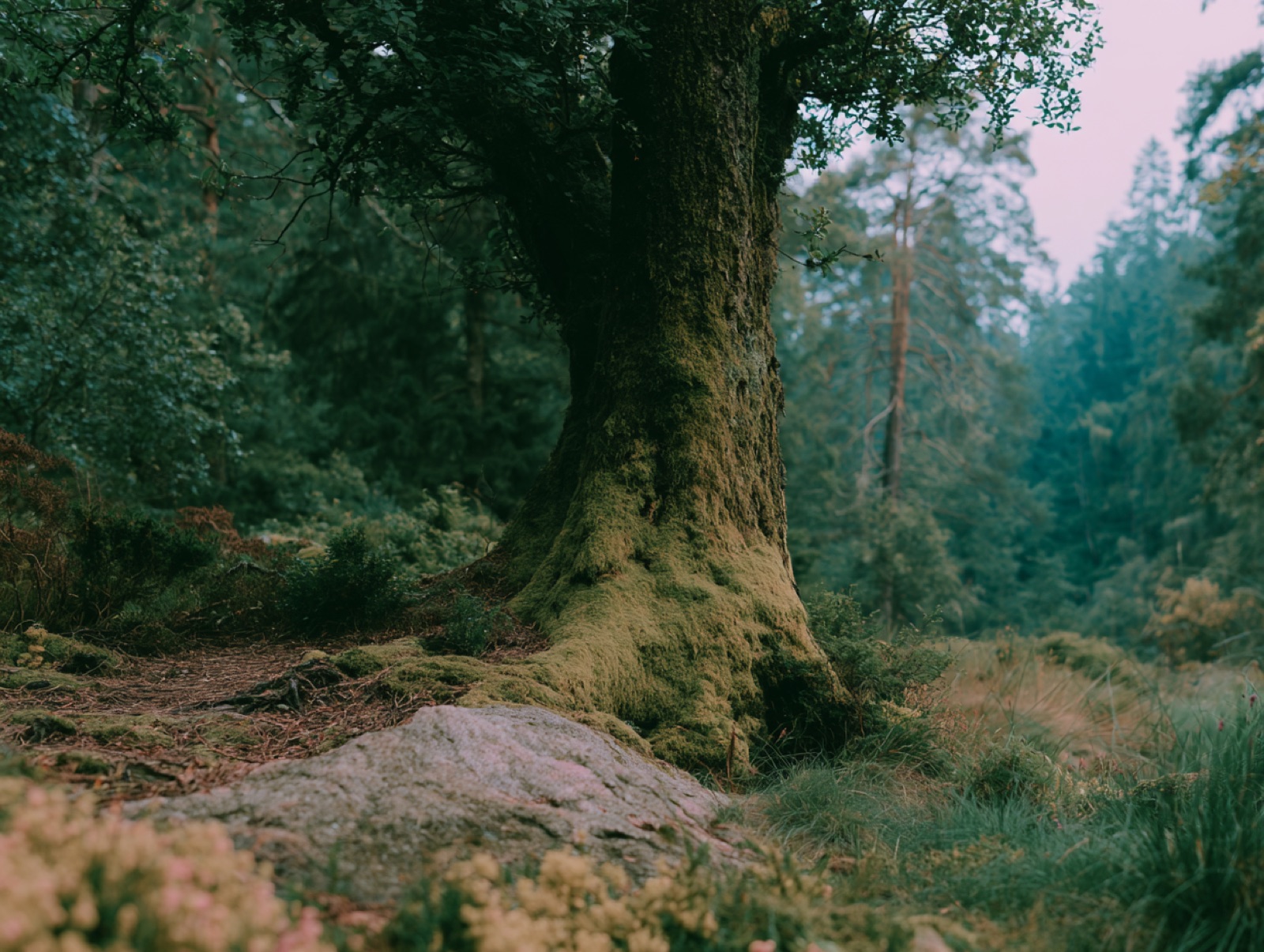 A child beside a great moss-covered tree in the forest